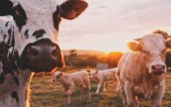The Game Changers: Are Plant-Based Diets Better For Health and Fitness?
