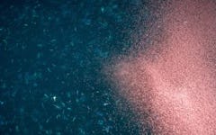 Krill Oil vs Fish Oil: What You Need to Know
