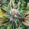 How To Get All The Health Benefits Of Marijuana Without Smoking