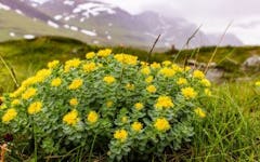 Benefits of Rhodiola Rosea: Is It Right For Me?